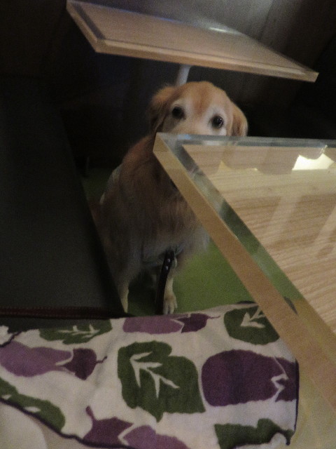 ファイル 4477-3.jpg