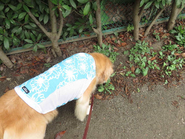 ファイル 4486-2.jpg