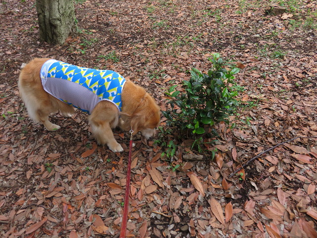 ファイル 4489-2.jpg