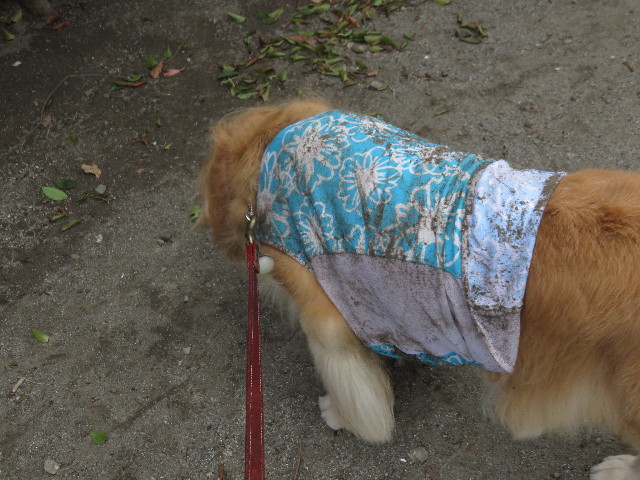 ファイル 4496-3.jpg