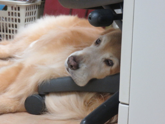 ファイル 4498-2.jpg