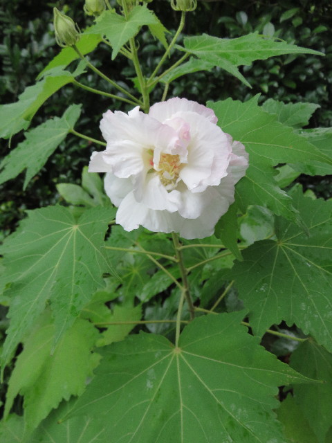 ファイル 4501-1.jpg