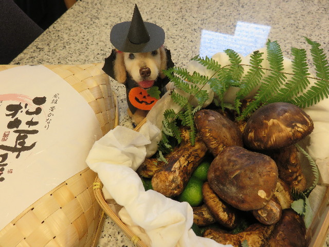 ファイル 4507-1.jpg