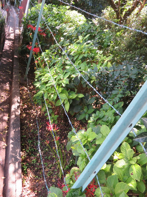 ファイル 4509-2.jpg