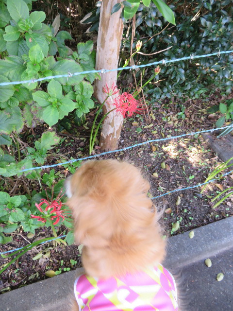 ファイル 4509-3.jpg