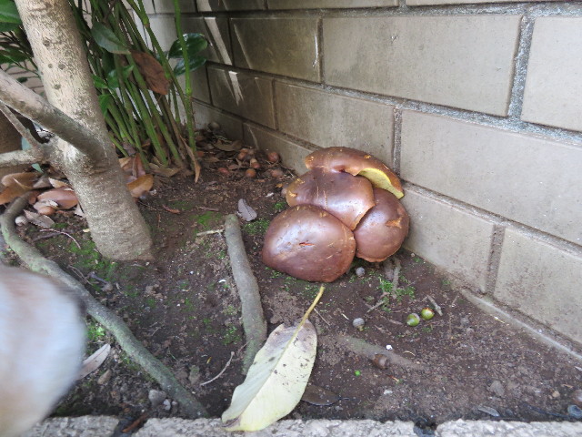 ファイル 4509-4.jpg