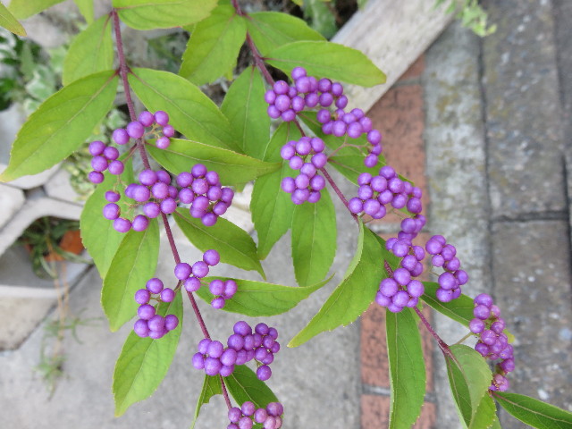 ファイル 4509-5.jpg