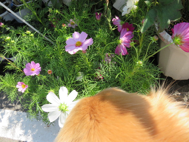 ファイル 4510-2.jpg