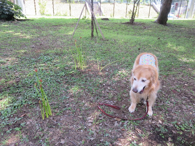 ファイル 4512-2.jpg