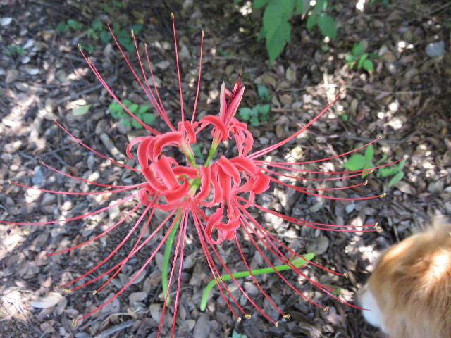 ファイル 4512-4.jpg