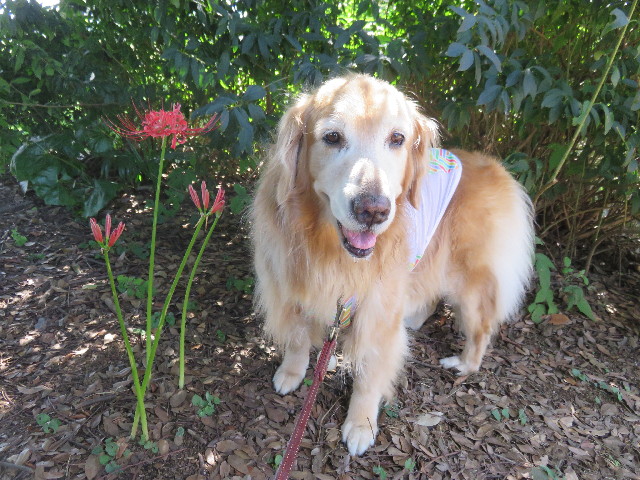 ファイル 4512-5.jpg