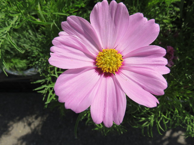 ファイル 4515-1.jpg