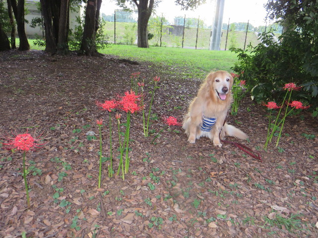 ファイル 4518-1.jpg