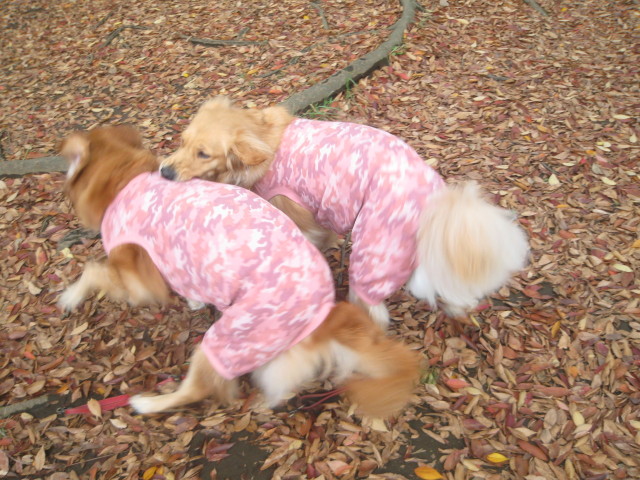 ファイル 452-2.jpg