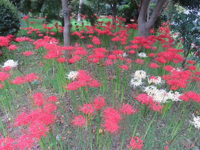 ファイル 4521-1.jpg