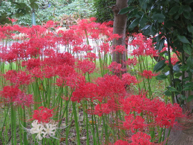 ファイル 4521-2.jpg