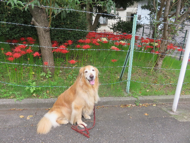 ファイル 4521-4.jpg