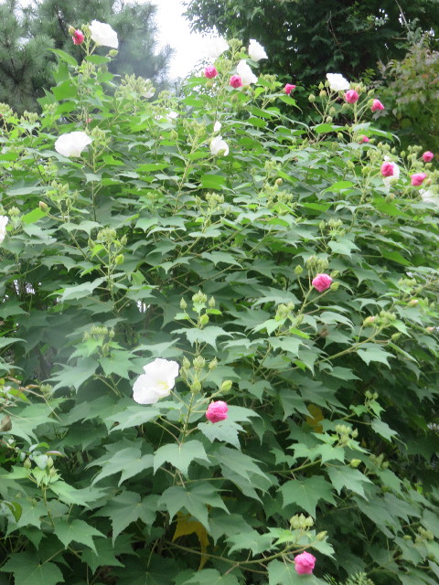 ファイル 4522-2.jpg