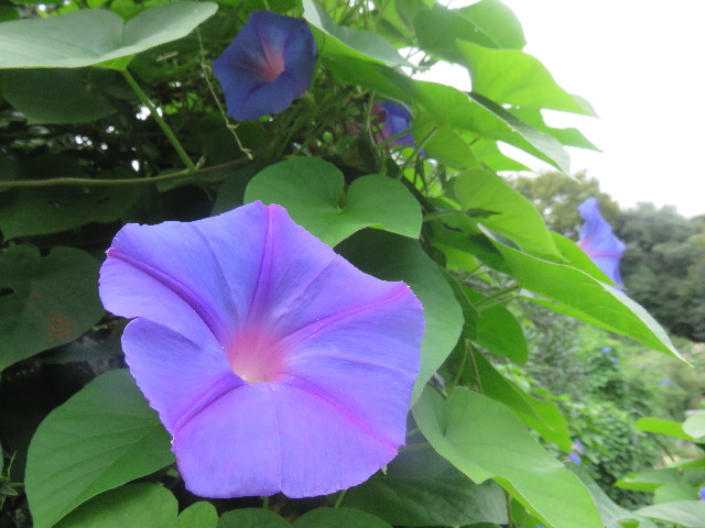 ファイル 4522-5.jpg