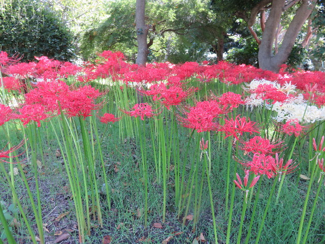 ファイル 4525-1.jpg