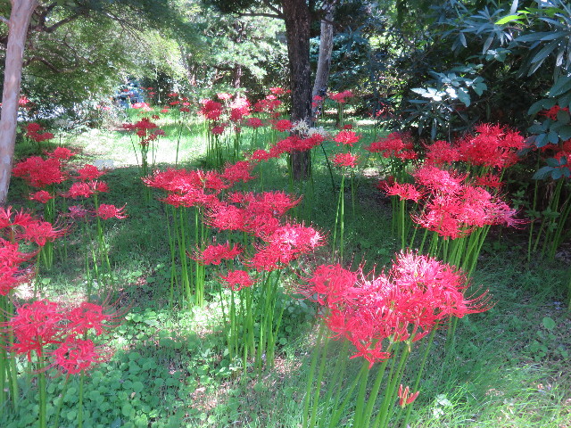 ファイル 4525-2.jpg