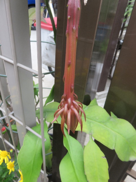 ファイル 4525-5.jpg