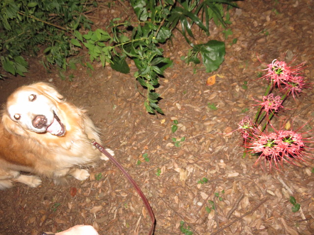 ファイル 4528-1.jpg