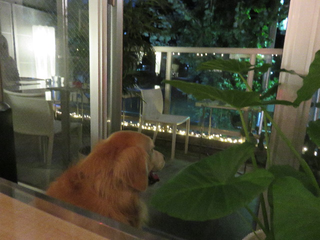 ファイル 4528-4.jpg