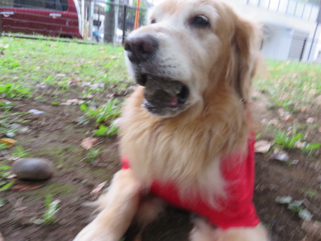 ファイル 4530-1.jpg