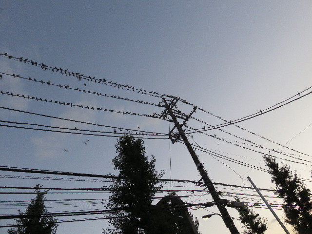 ファイル 4532-2.jpg