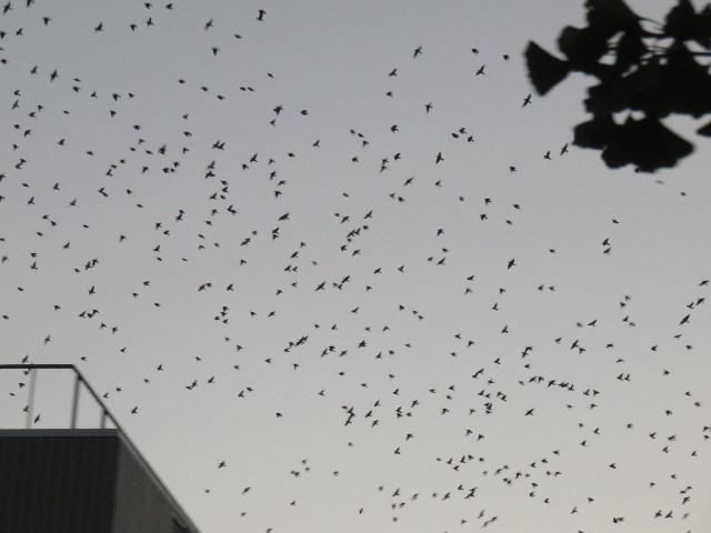 ファイル 4532-3.jpg