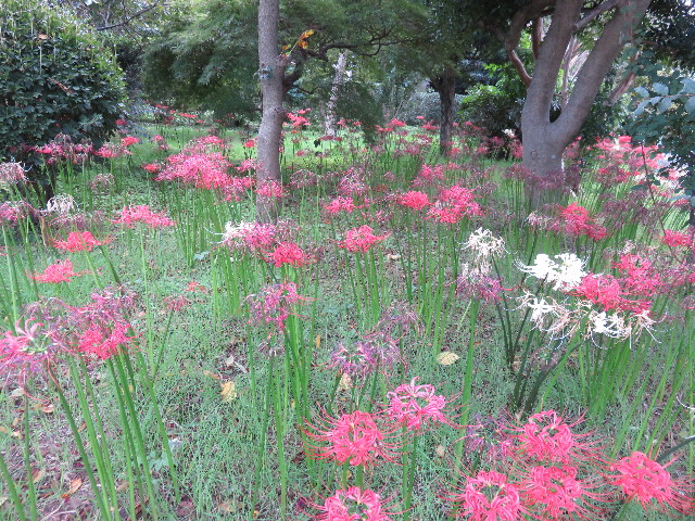 ファイル 4533-2.jpg