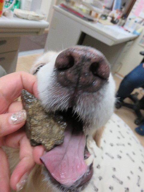 ファイル 4536-1.jpg