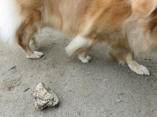 ファイル 4540-1.jpg