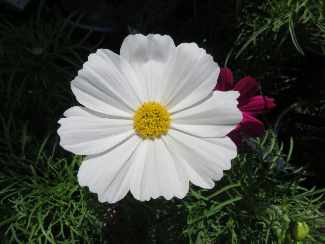 ファイル 4543-1.jpg