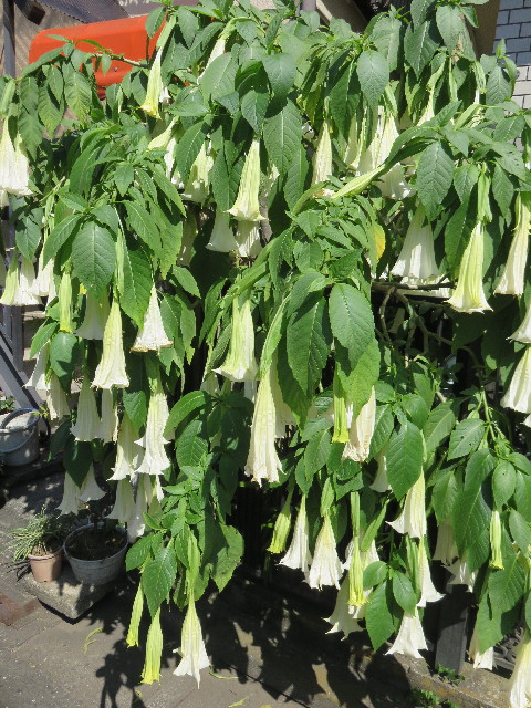 ファイル 4543-3.jpg