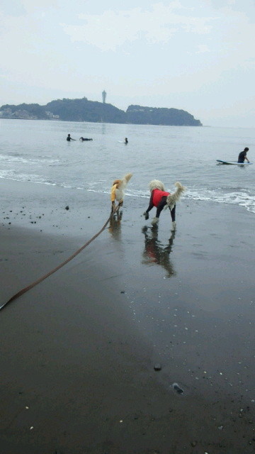 ファイル 4545-1.jpg