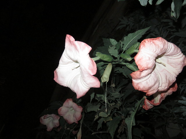 ファイル 4546-5.jpg