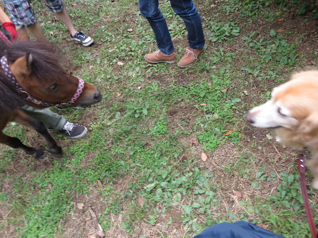 ファイル 4547-1.jpg