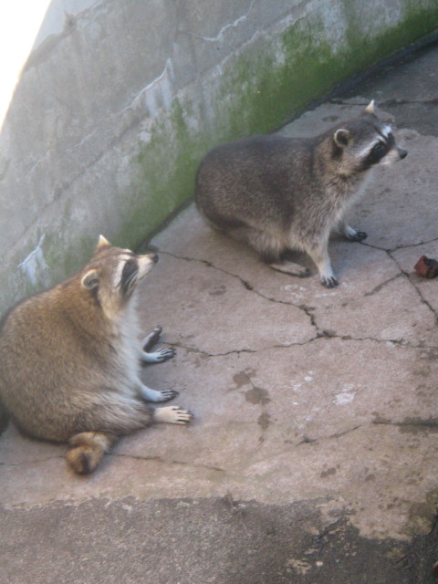 ファイル 455-5.jpg