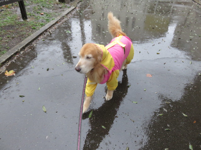 ファイル 4551-1.jpg