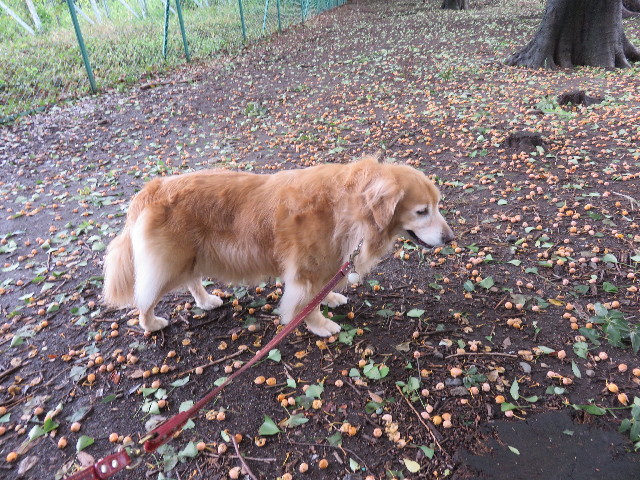 ファイル 4553-3.jpg