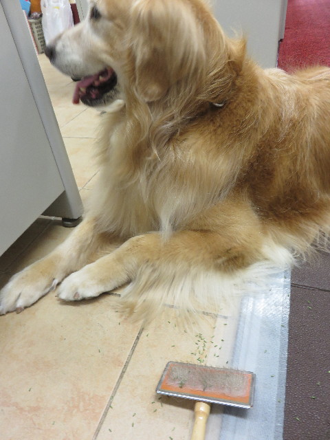 ファイル 4561-1.jpg