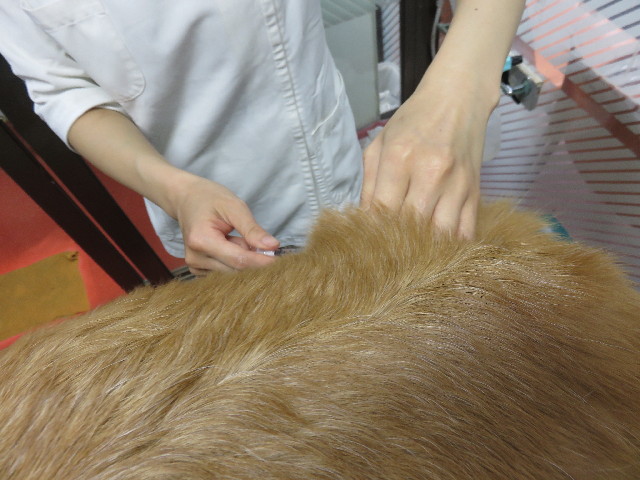 ファイル 4565-4.jpg