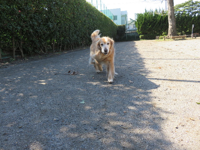 ファイル 4571-3.jpg