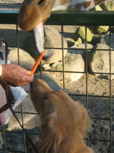 ファイル 458-3.jpg