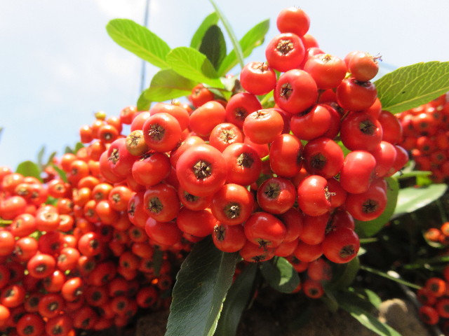 ファイル 4582-1.jpg