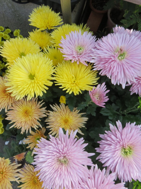 ファイル 4582-5.jpg