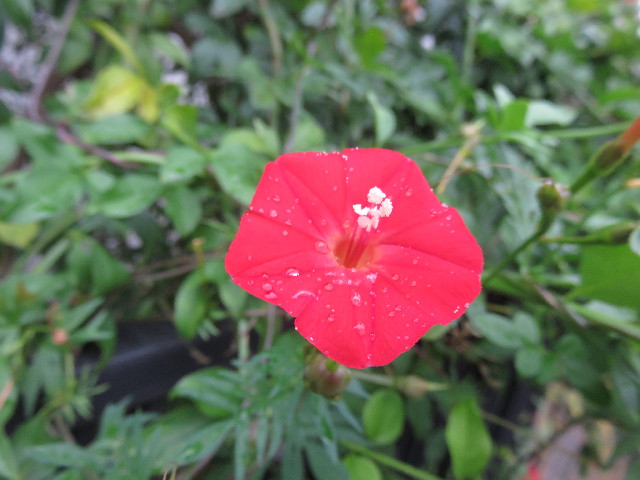 ファイル 4585-1.jpg