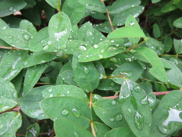 ファイル 4587-1.jpg